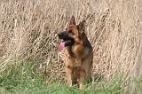 BERGER ALLEMAND 1394